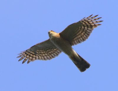 Sperwer - Eurasian Sparrowhawk