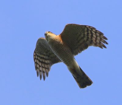 Sperwer - Eurasian Sparrowhawk