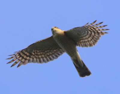 Sperwer - Eurasian Sparrowhawk
