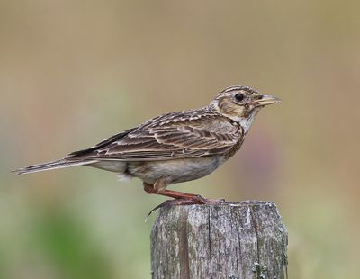 Veldleeuwerik - Eurasian Skylark