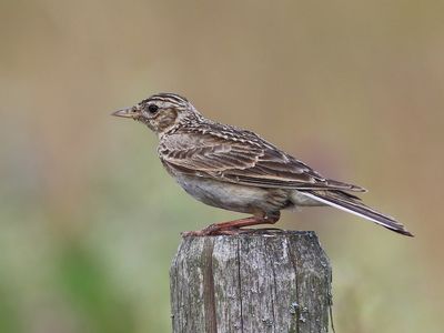 Veldleeuwerik - Eurasian Skylark