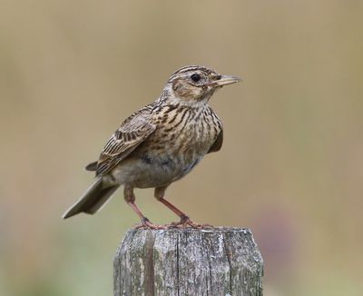 Veldleeuwerik - Eurasian Skylark