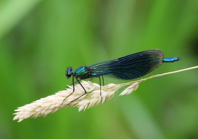 Weidebeekjuffer - Banded Demoiselle