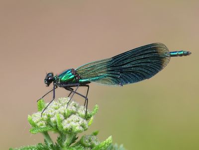 Weidebeekjuffer - Banded Demoiselle