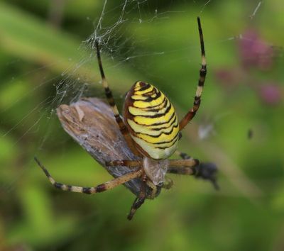 Wespspin - Wasp Spider