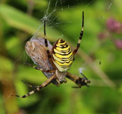 Wespspin - Wasp Spider