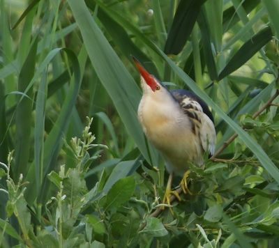 Woudaap - Little Bittern