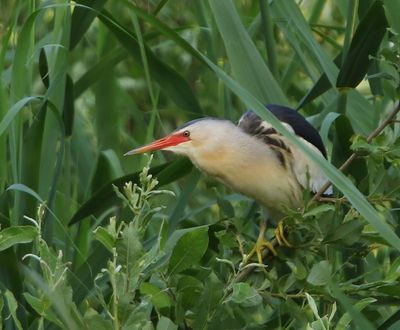 Woudaap - Little Bittern