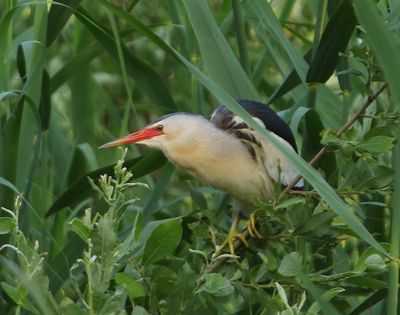Woudaap - Little Bittern
