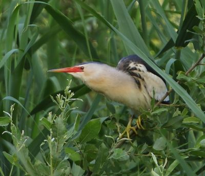 Woudaap - Little Bittern