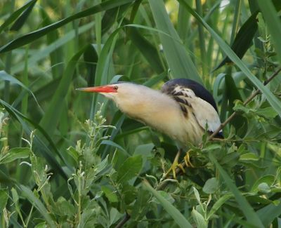 Woudaap - Little Bittern