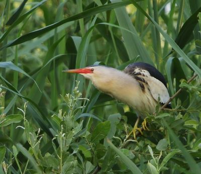 Woudaap - Little Bittern