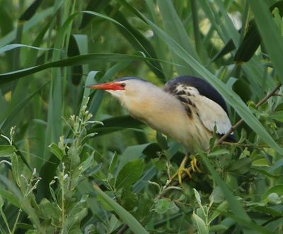 Woudaap - Little Bittern