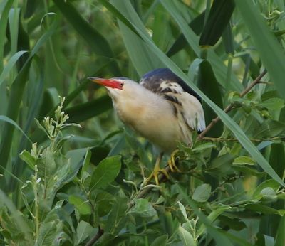 Woudaap - Little Bittern