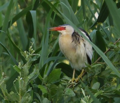 Woudaap - Little Bittern