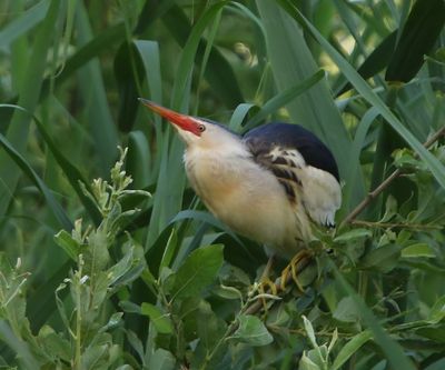 Woudaap - Little Bittern