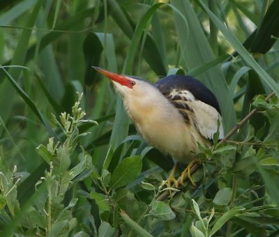 Woudaap - Little Bittern