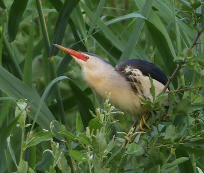 Woudaap - Little Bittern