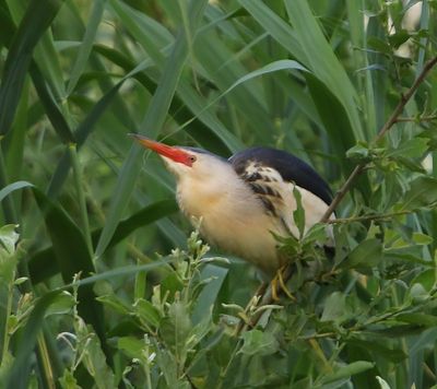 Woudaap - Little Bittern