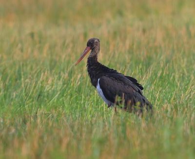Zwarte Ooievaar - Black Stork