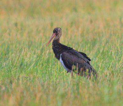 Zwarte Ooievaar - Black Stork