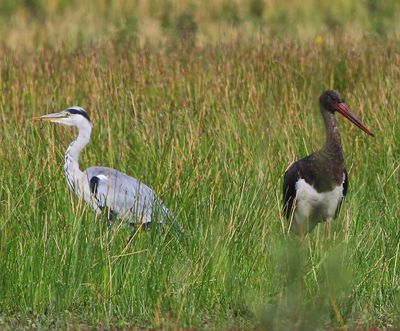 Zwarte Ooievaar - Black Stork