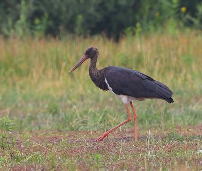 Zwarte Ooievaar - Black Stork