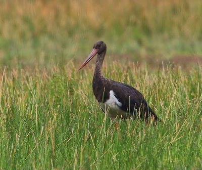 Zwarte Ooievaar - Black Stork