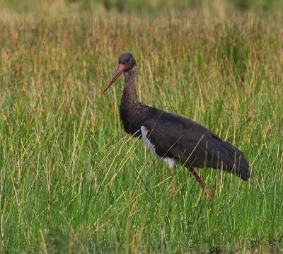 Zwarte Ooievaar - Black Stork