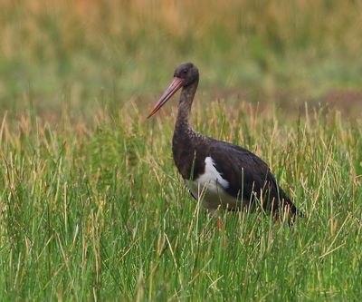 Zwarte Ooievaar - Black Stork