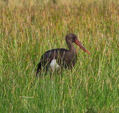 Zwarte Ooievaar - Black Stork