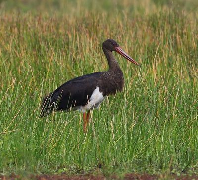 Zwarte Ooievaar - Black Stork