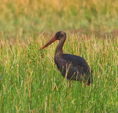 Zwarte Ooievaar - Black Stork