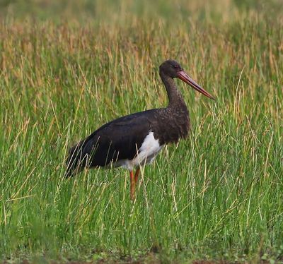 Zwarte Ooievaar - Black Stork