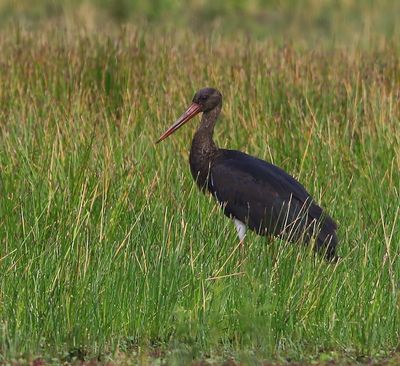 Zwarte Ooievaar - Black Stork