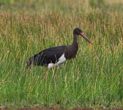 Zwarte Ooievaar - Black Stork