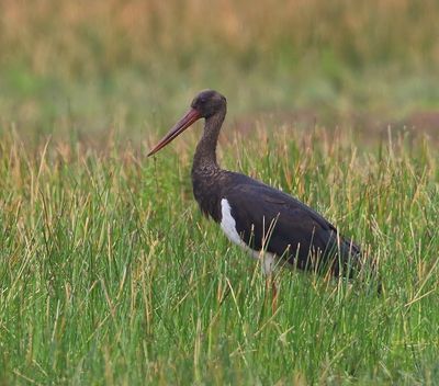 Zwarte Ooievaar - Black Stork