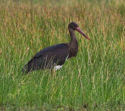 Zwarte Ooievaar - Black Stork