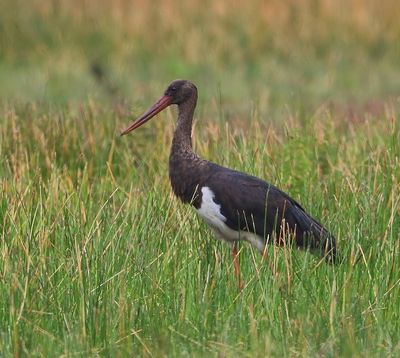 Zwarte Ooievaar - Black Stork