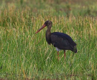 Zwarte Ooievaar - Black Stork