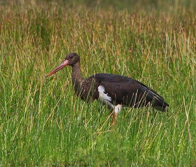 Zwarte Ooievaar - Black Stork