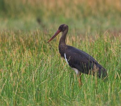 Zwarte Ooievaar - Black Stork