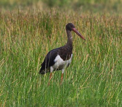 Zwarte Ooievaar - Black Stork