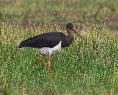 Zwarte Ooievaar - Black Stork