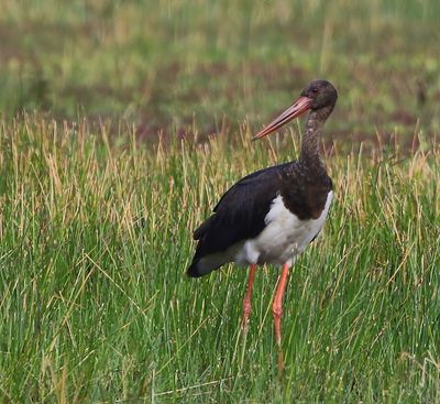 Zwarte Ooievaar - Black Stork