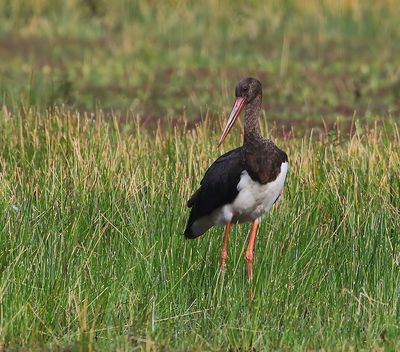 Zwarte Ooievaar - Black Stork