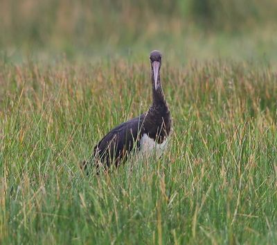 Zwarte Ooievaar - Black Stork