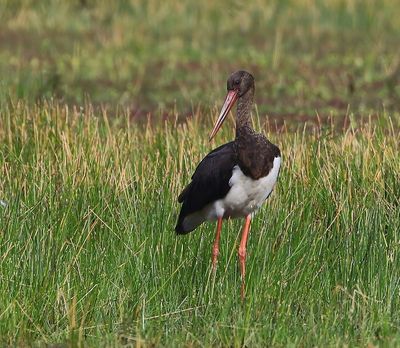 Zwarte Ooievaar - Black Stork