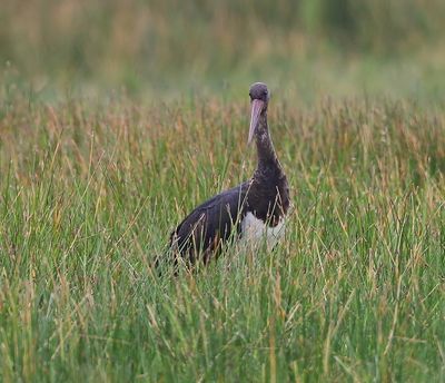 Zwarte Ooievaar - Black Stork