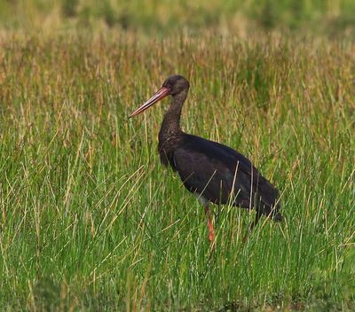 Zwarte Ooievaar - Black Stork